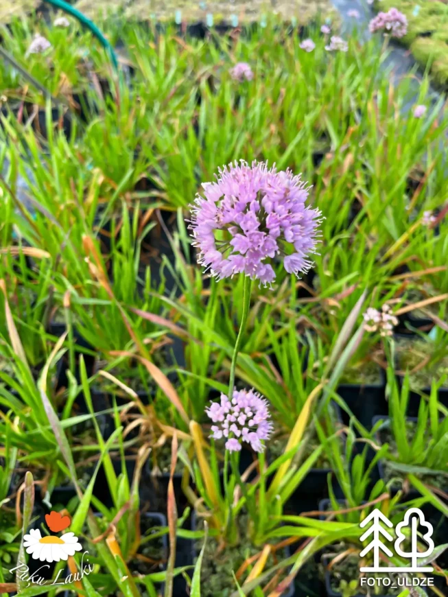 Allium   'Summer Beauty'
